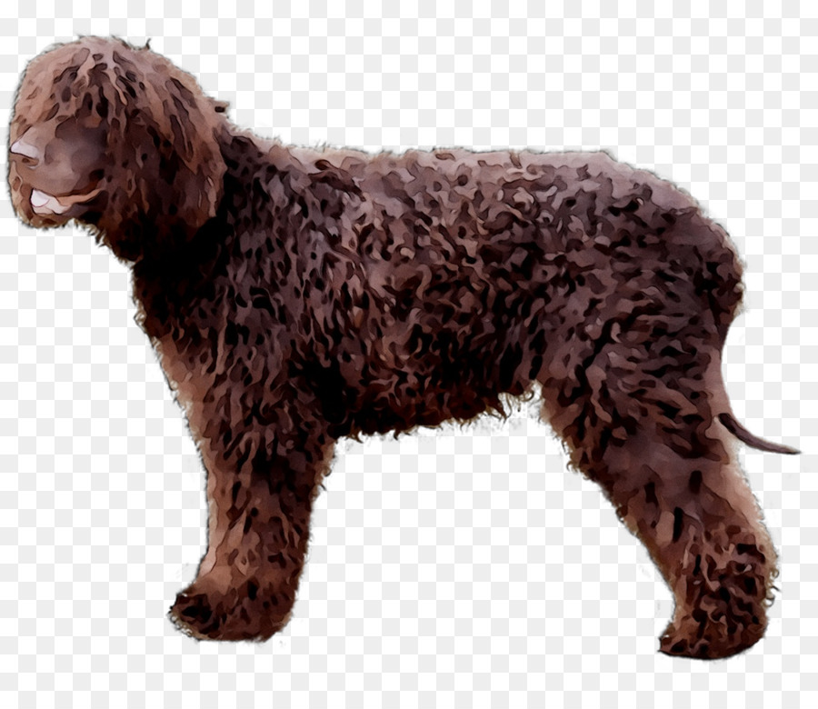 Irish Water Spaniel，American Water Spaniel PNG