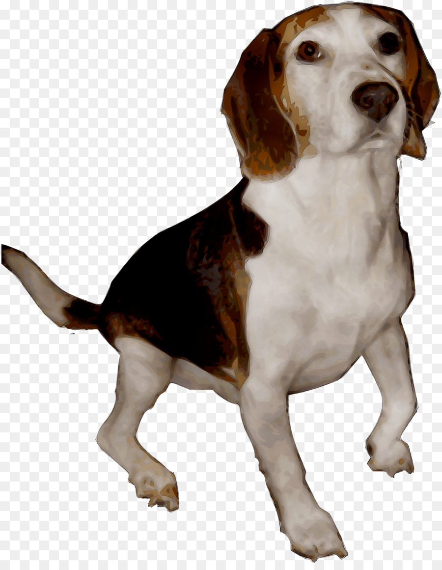 Cachorro Beagle，Bicho De Estimação PNG