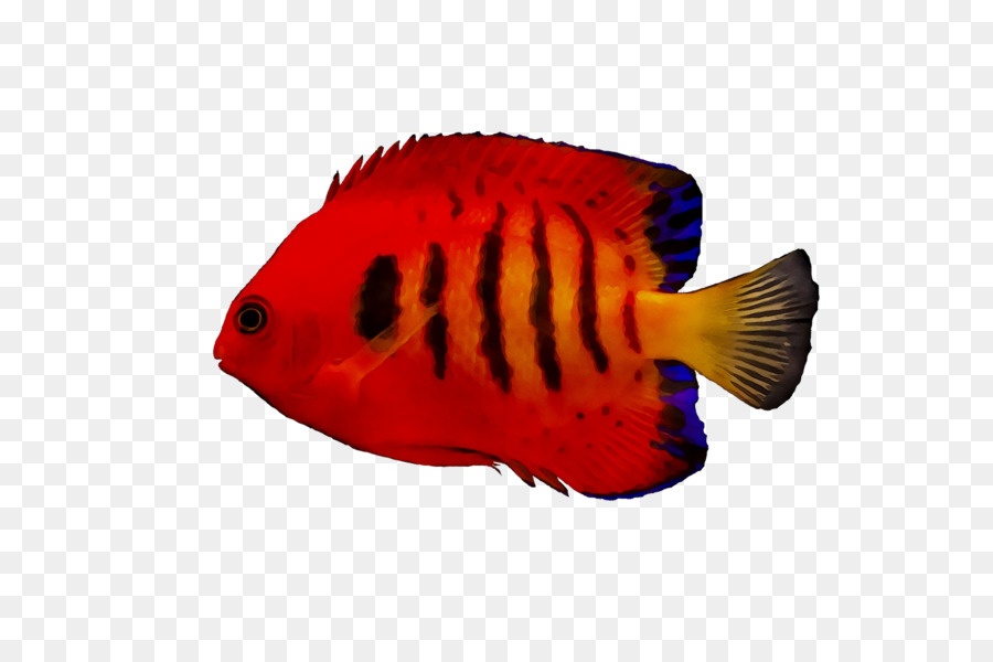 Peixe，Aquático PNG