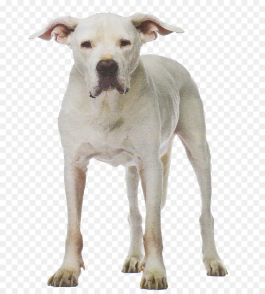O Dogo Argentino，Raça Do Cão PNG