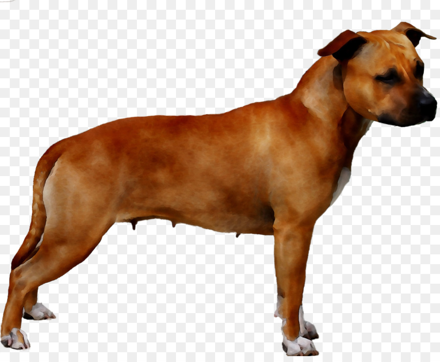 Cachorro，Bicho De Estimação PNG