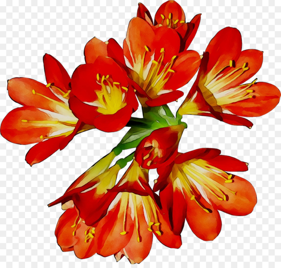 Flor Colorida，Florescer PNG