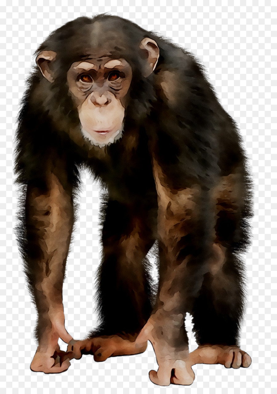 Chimpanzé Comum，Ape PNG