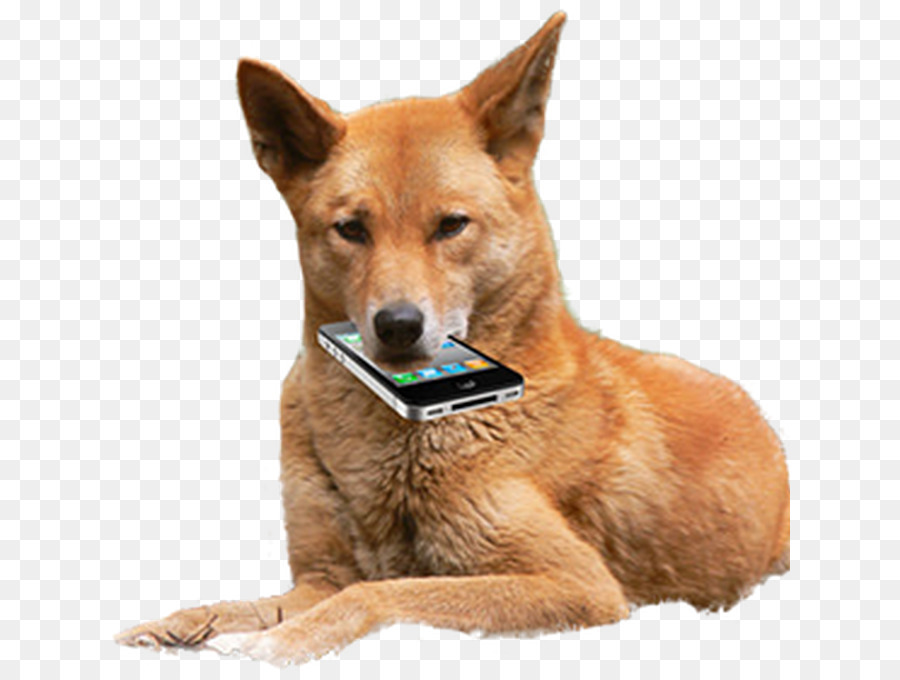 Dingo，Cachorro PNG