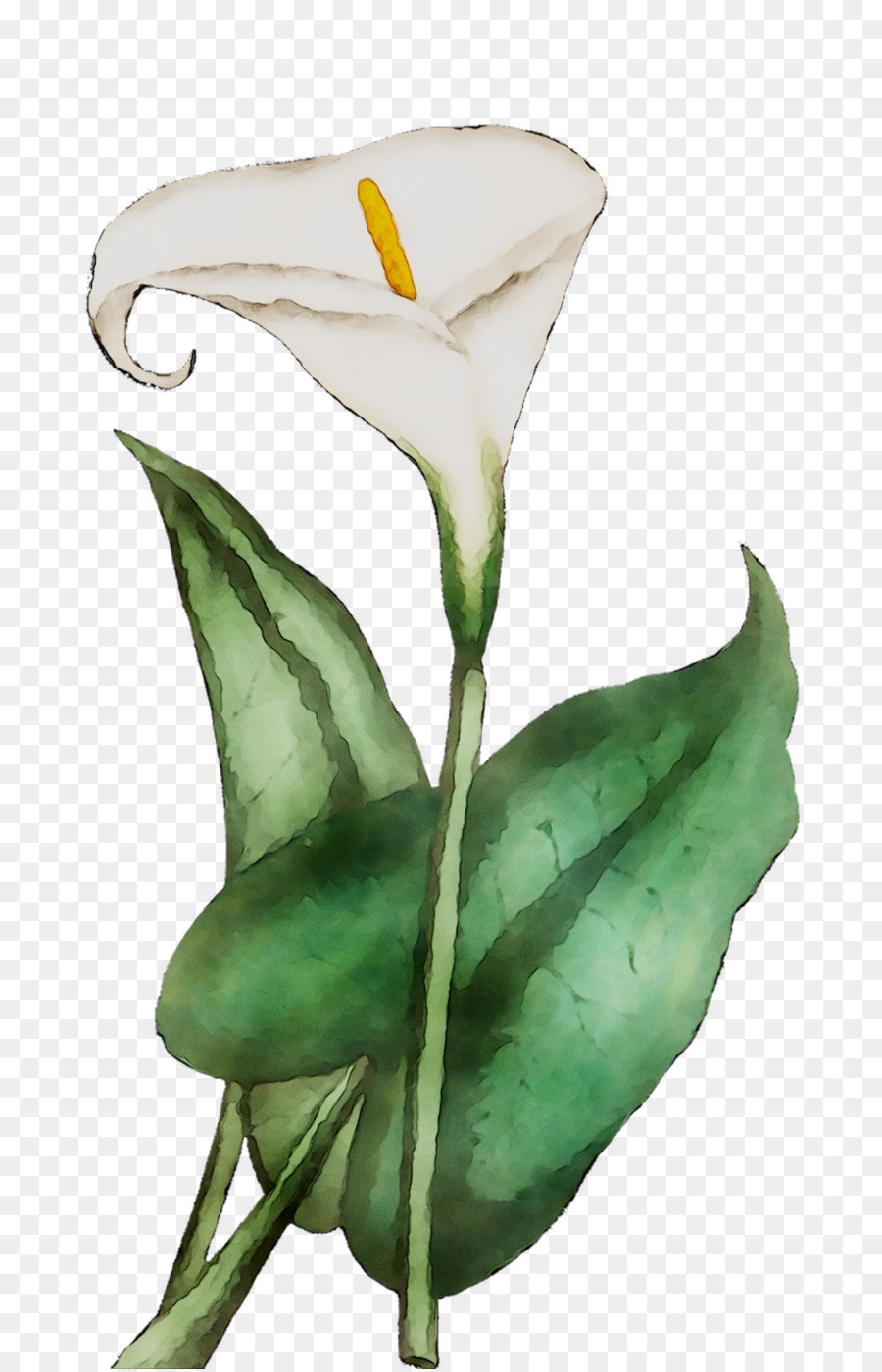 Flor Branca，Florescer PNG