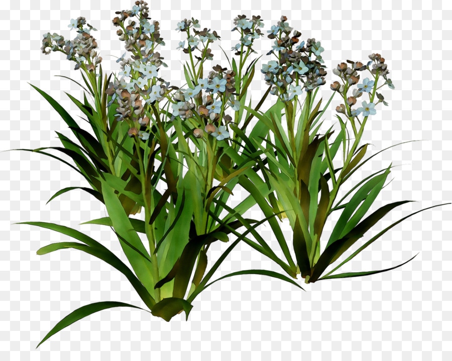 Flores De Campainha，Florescer PNG