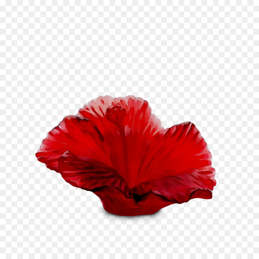 Flor Vermelha，Natureza PNG