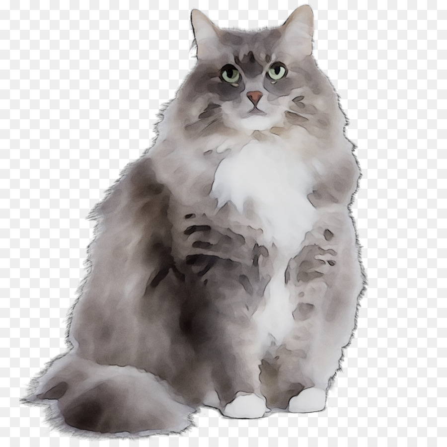 Gato Persa，Asiática Semilonghair PNG