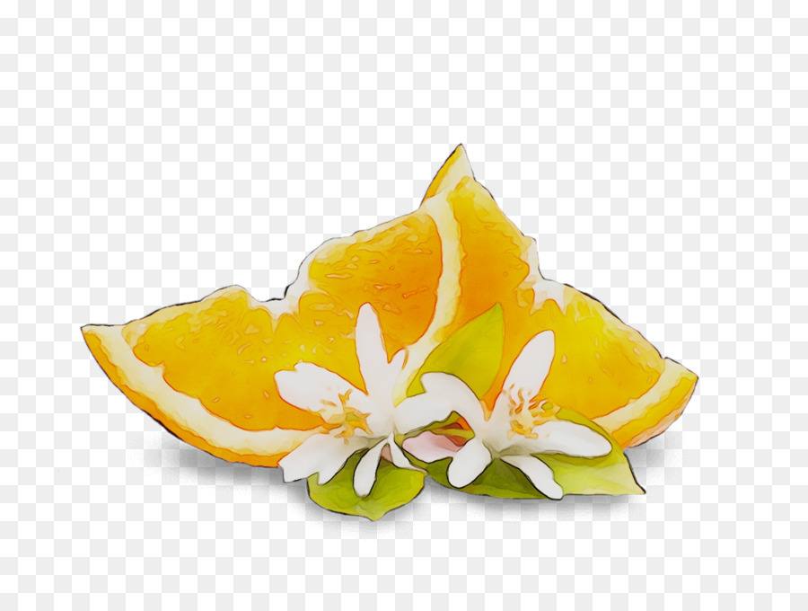 Flores De Corte，A Floração Da Planta PNG