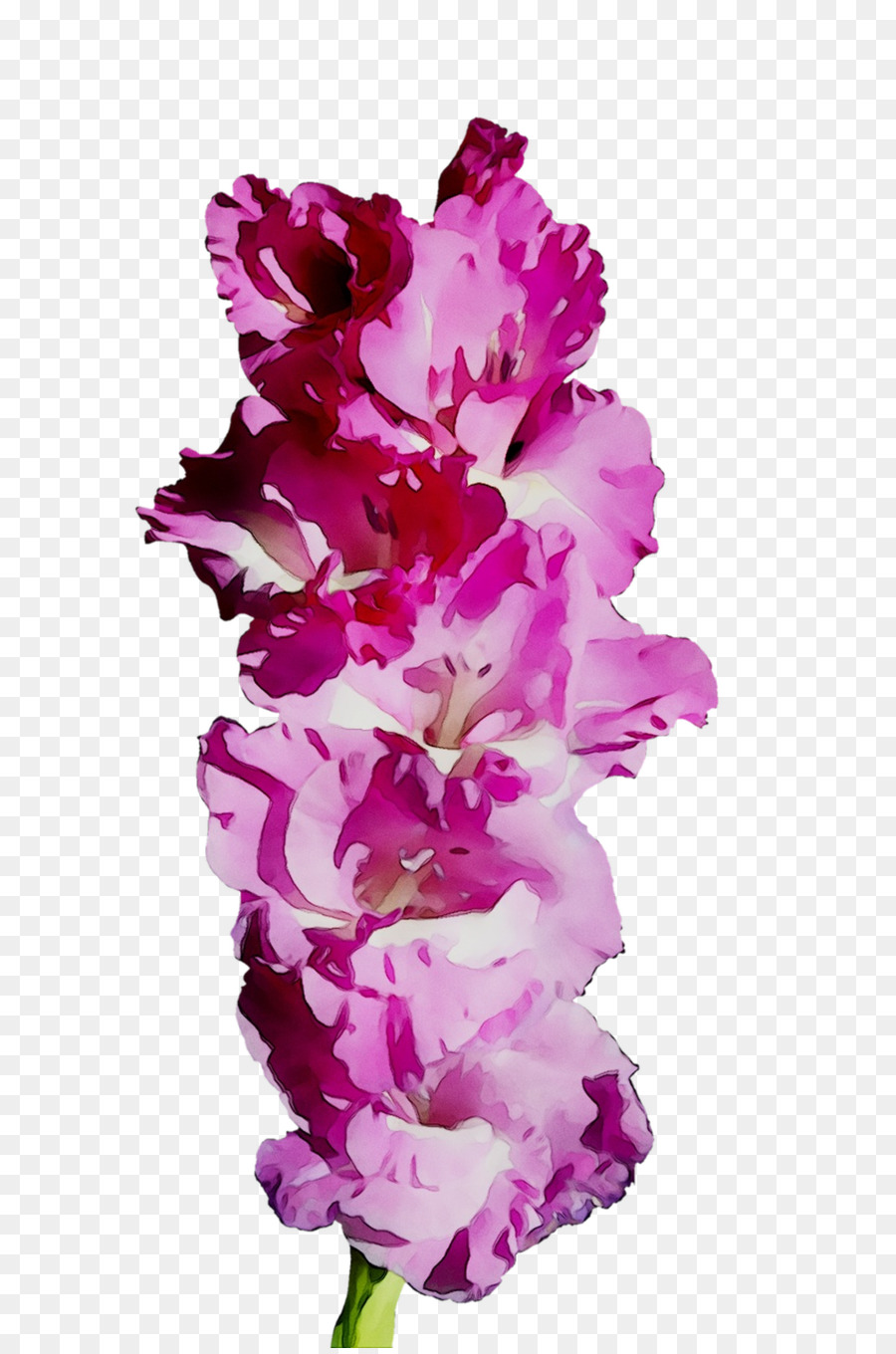 Flor De Gladíolo，Florescer PNG