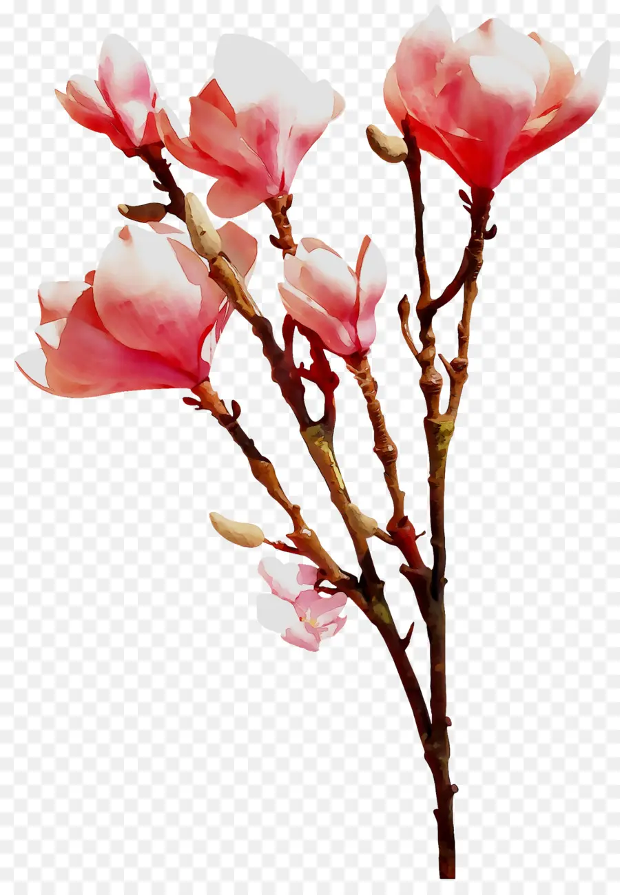 Flor，Flores De Corte PNG