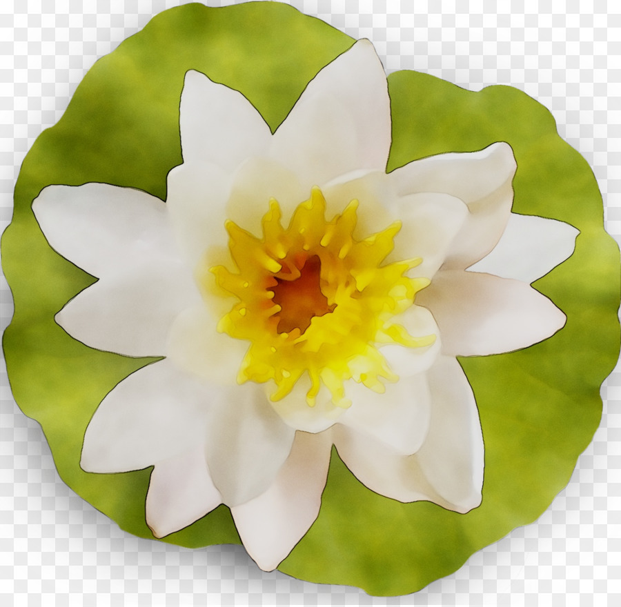 Amarelo，A Floração Da Planta PNG