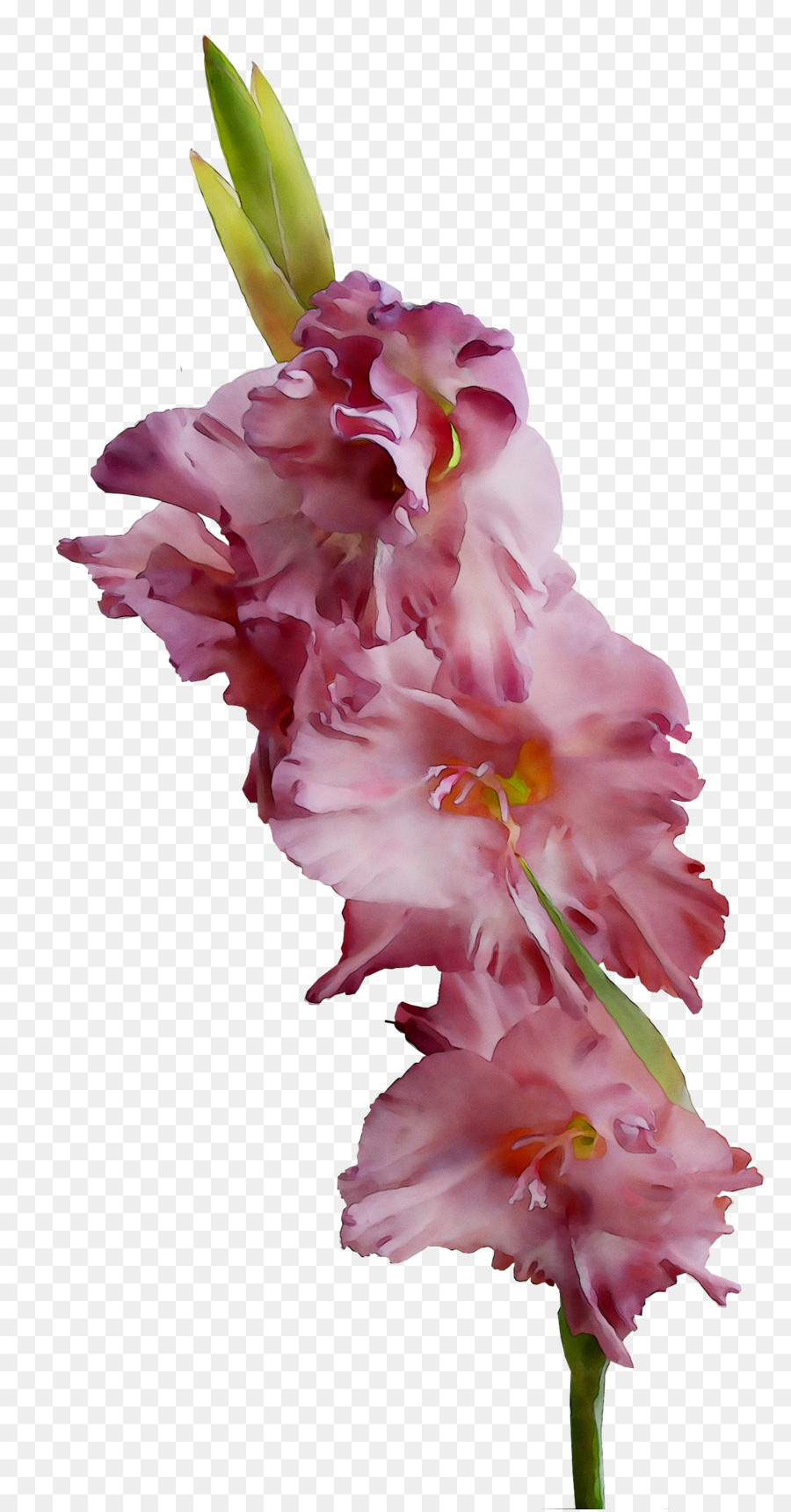 Flor，Rosa PNG