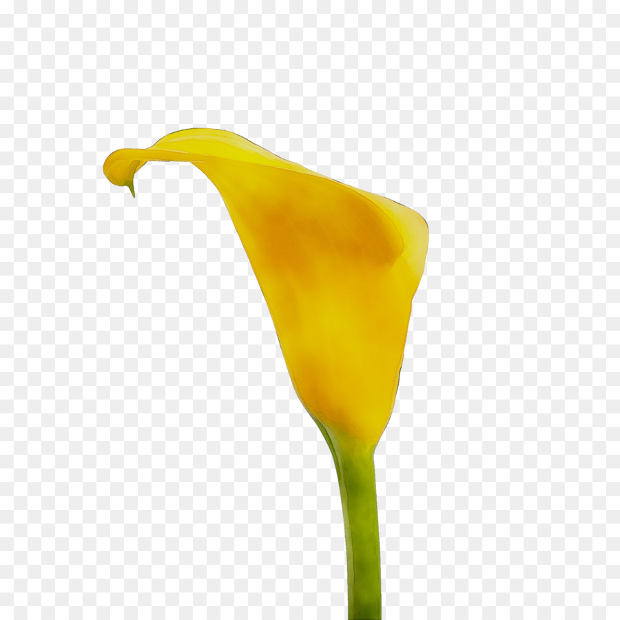 Amarelo， PNG