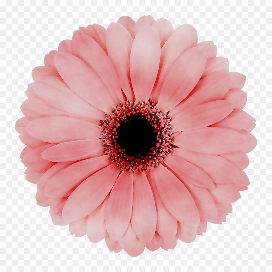 Flor，Florescer PNG