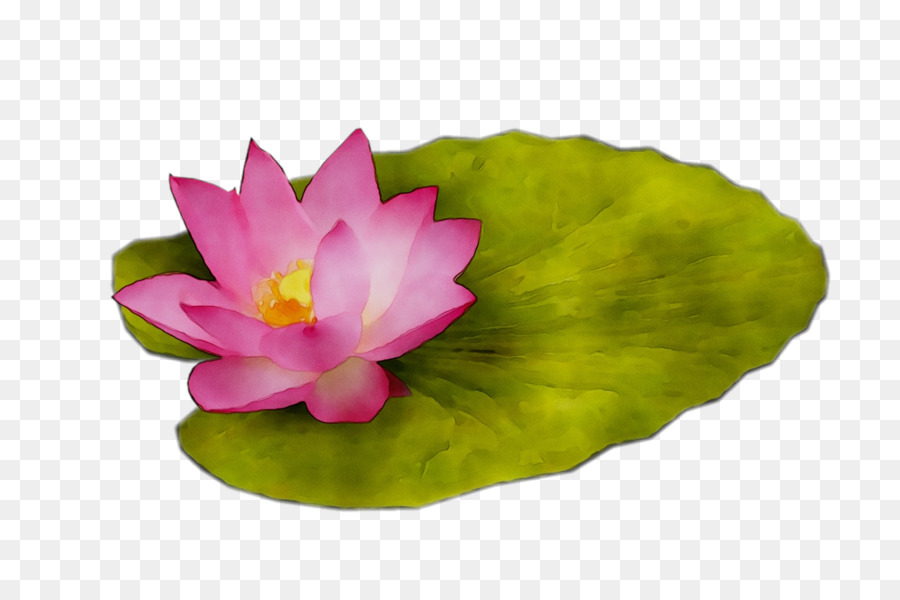 Lótus Rosa，Florescer PNG