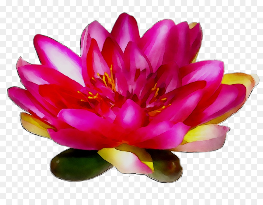 Flor Rosa，Florescer PNG