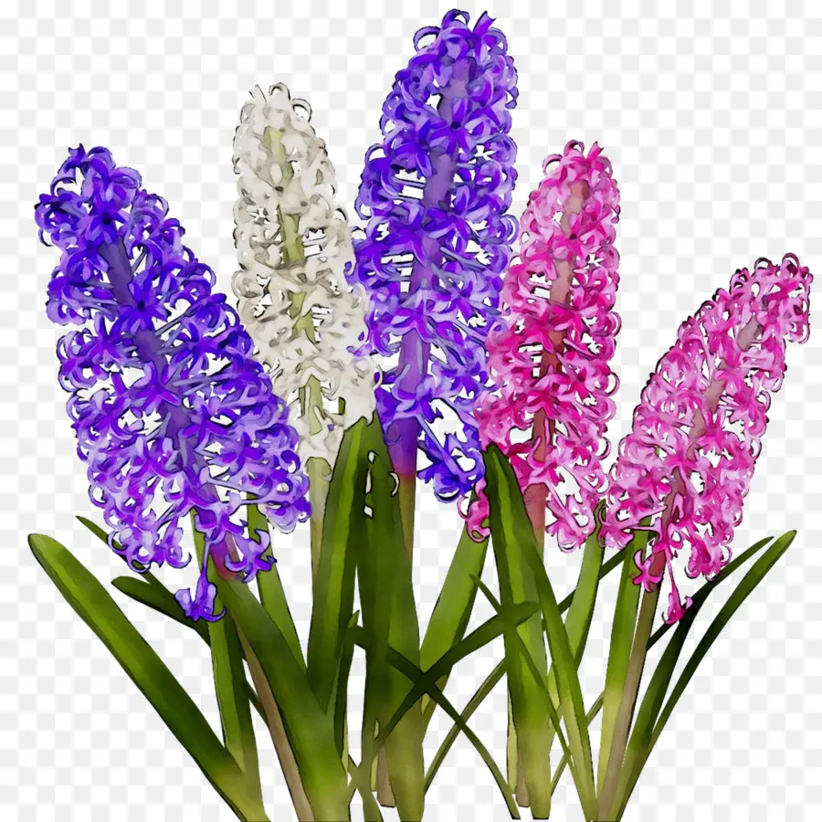 Flores De Jacinto，Roxo PNG