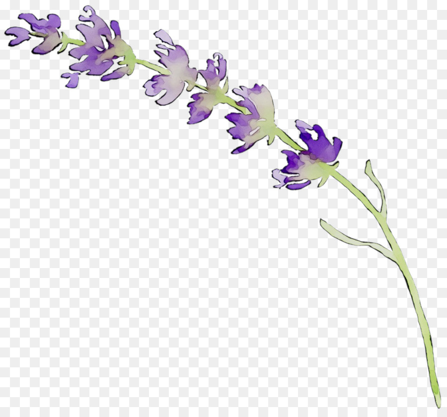 Lavanda，Roxo PNG