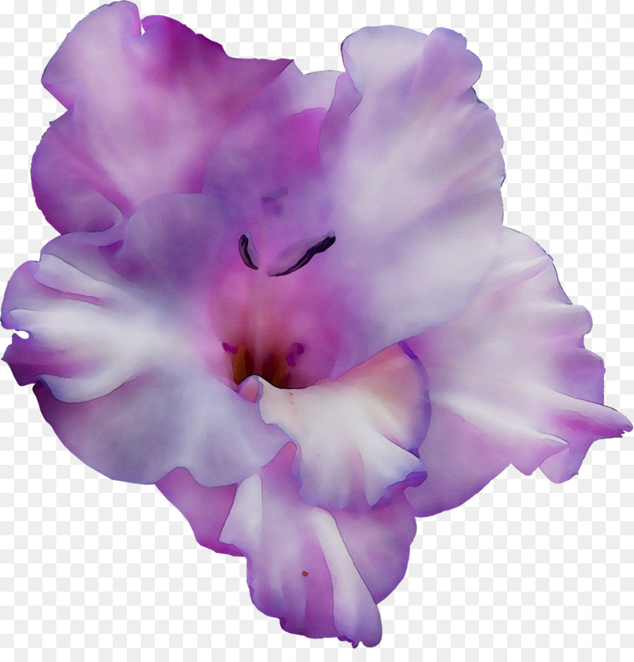 Flor Roxa，Florescer PNG