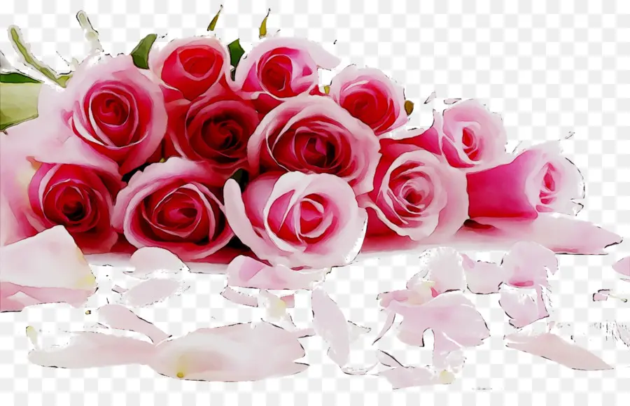 Rosas，Rosa PNG