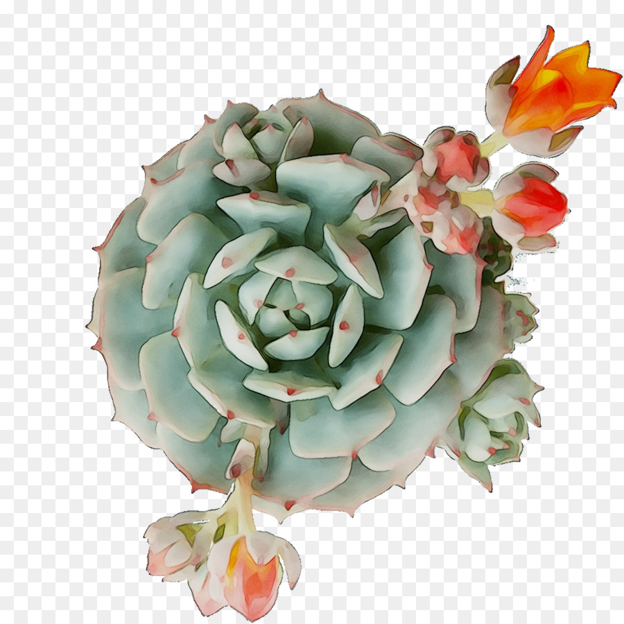 Flor，Echeveria PNG