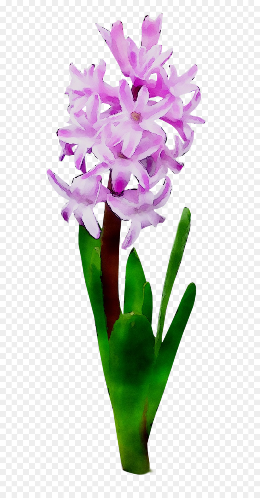 Flor，Plantar PNG