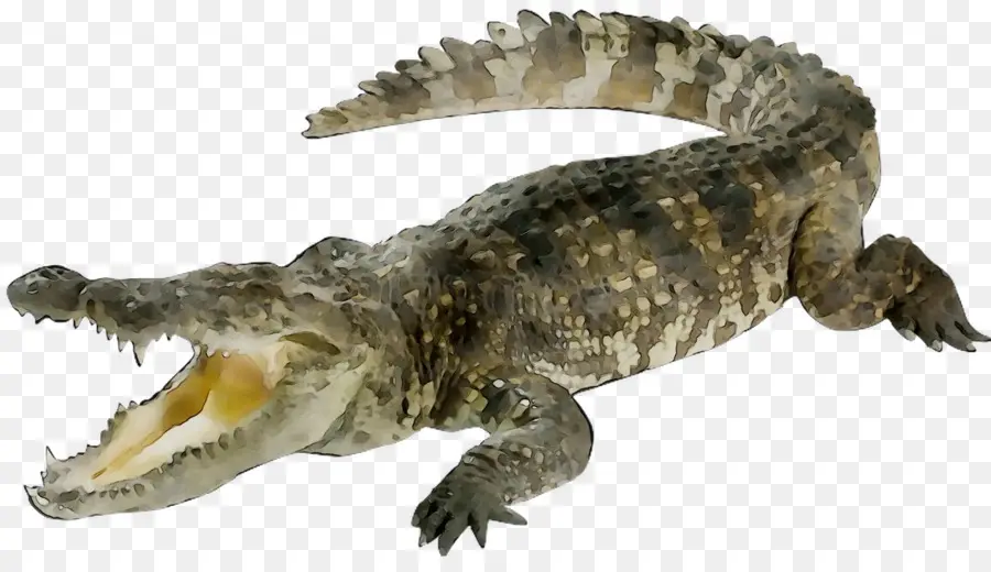 Crocodilo，Réptil PNG