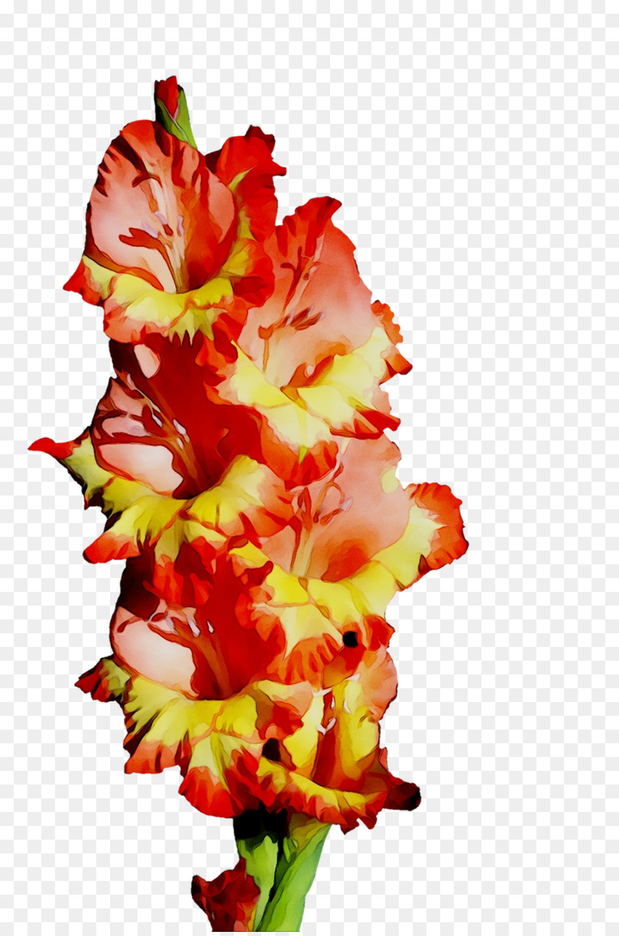 Flor De Gladíolo，Florescer PNG