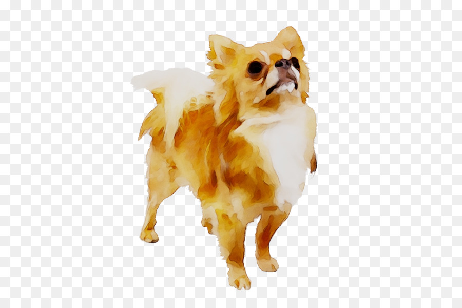 Pomeranian，Chihuahua PNG