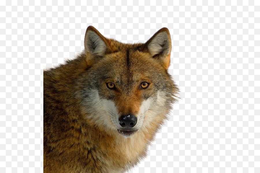 Raposa Vermelha，Coyote PNG