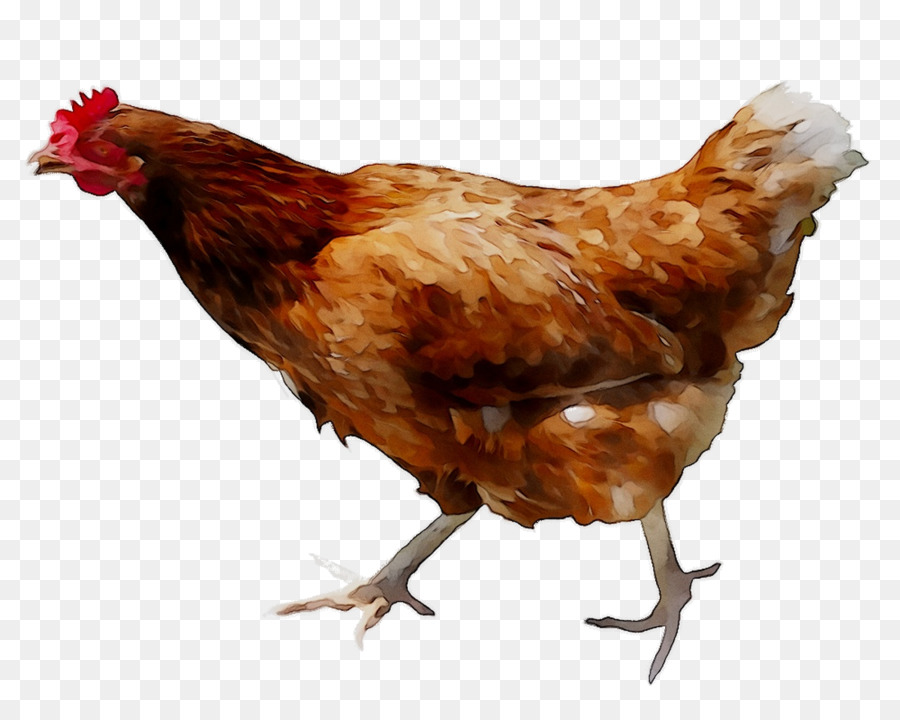 Frango，Galinha PNG