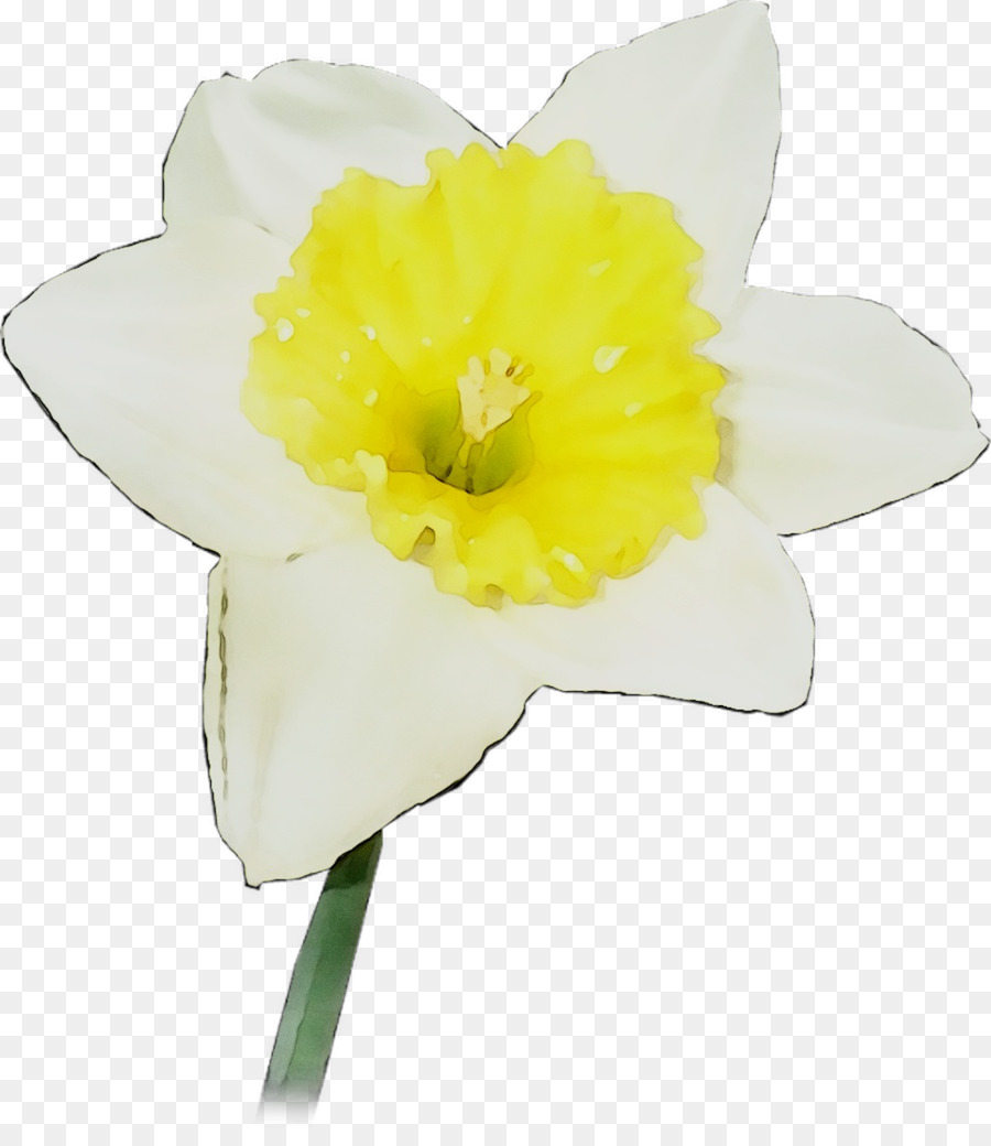 Narciso Amarelo，Primavera PNG