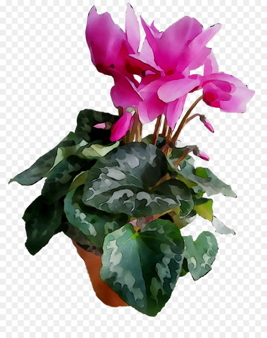 Ciclâmen，Flowerpot PNG