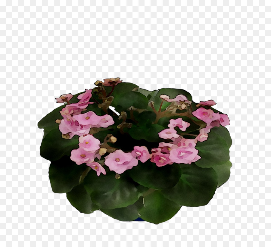 Flores De Corte，Planta Anual PNG