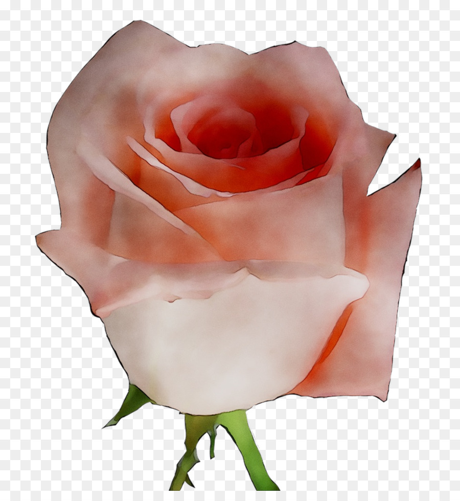 Rosa Pêssego，Florescer PNG