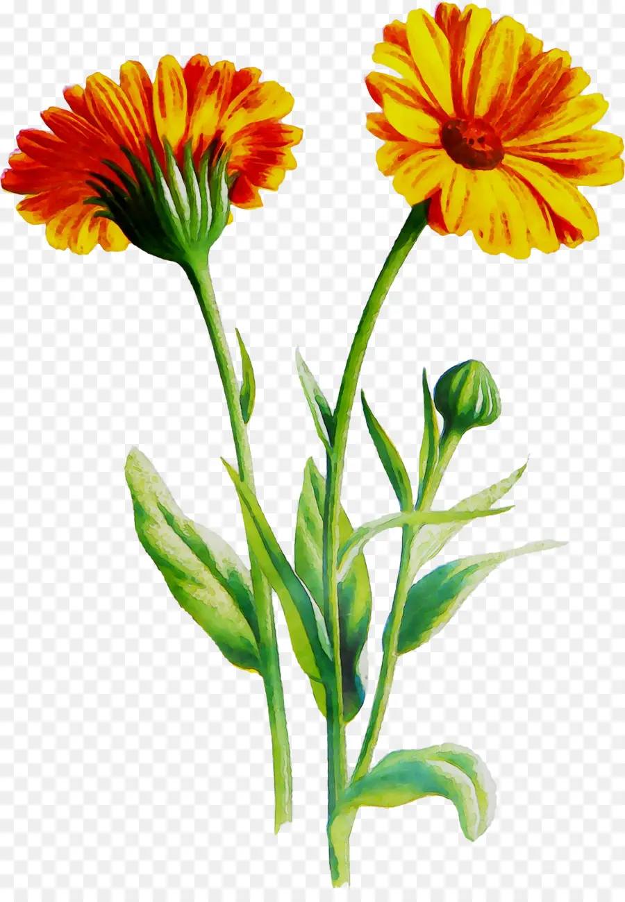 Transvaal Daisy，Flores De Corte PNG