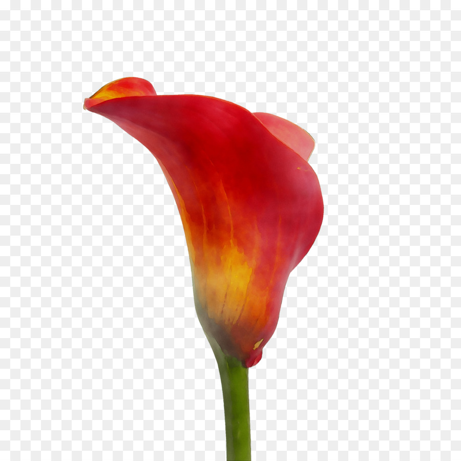 Tulipa Laranja，Tulipa PNG