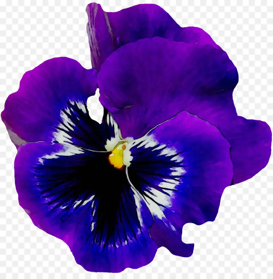 Flor Roxa，Florescer PNG