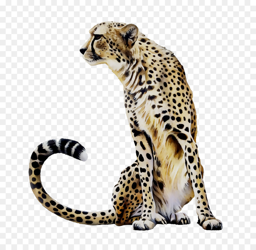 Cheetah，Leopard PNG