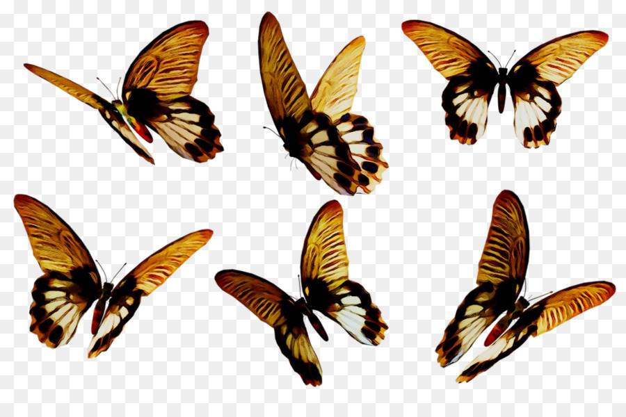 Asas De Borboleta，Colorido PNG