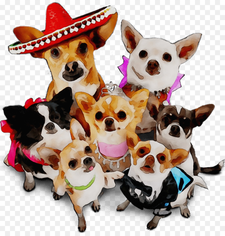 Chihuahua，Raça Do Cão PNG