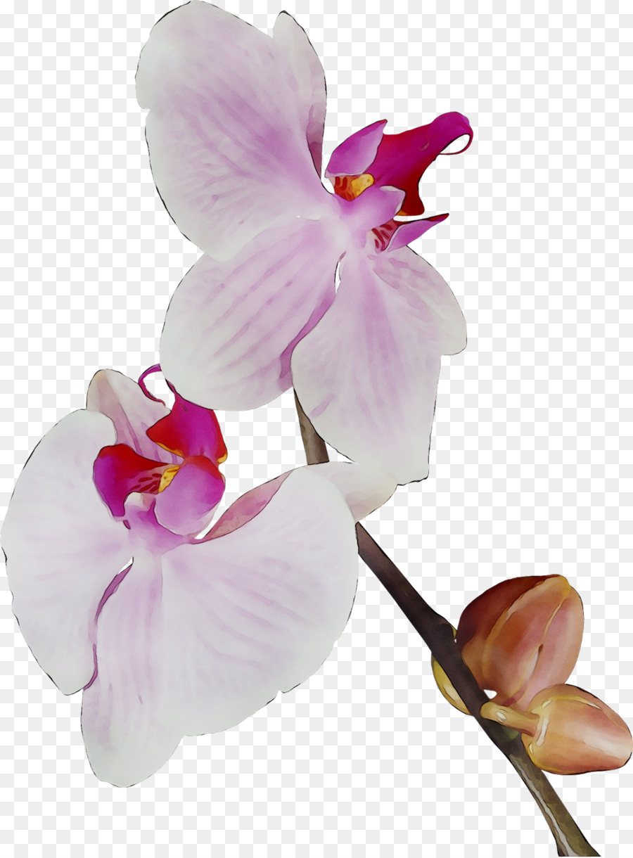 Orquídea Rosa，Florescer PNG