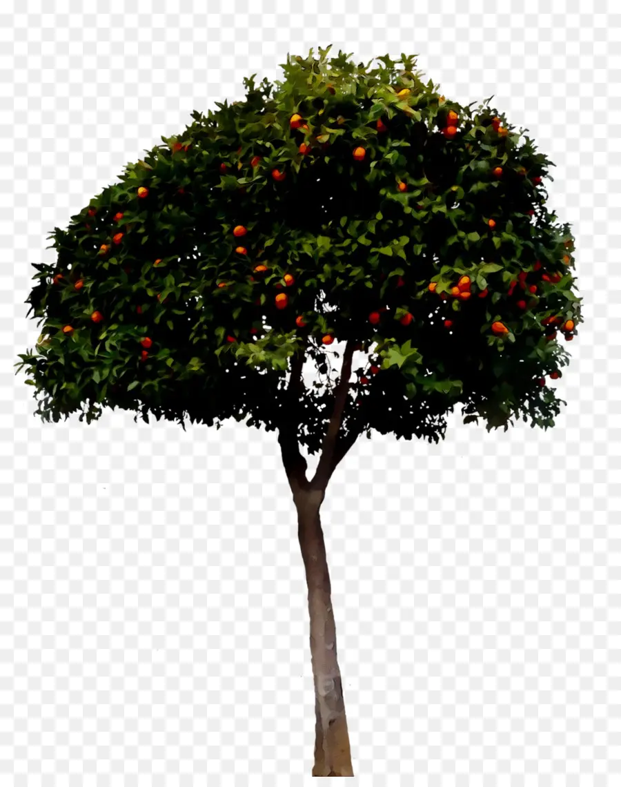 Mandarina，Laranja PNG