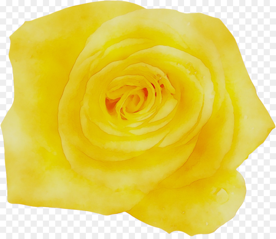 Rosa Branca，Florescer PNG