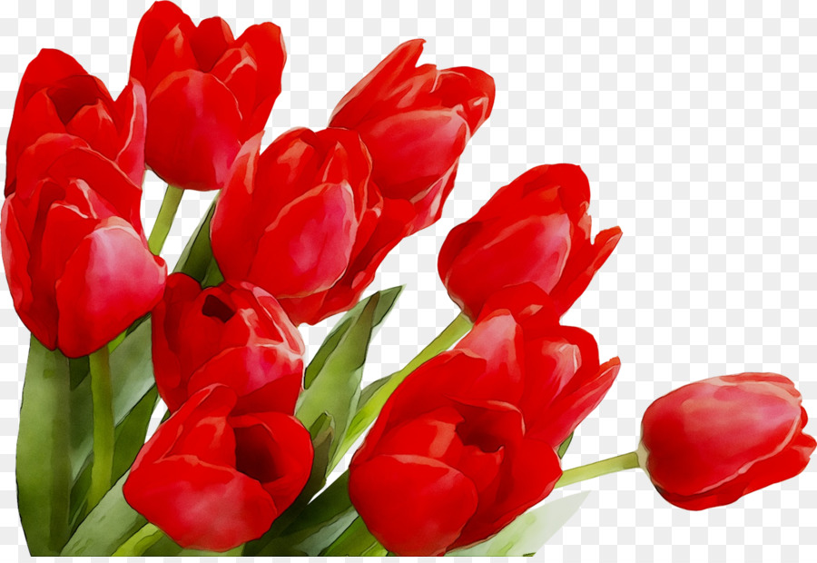 Tulipas，Vermelho PNG