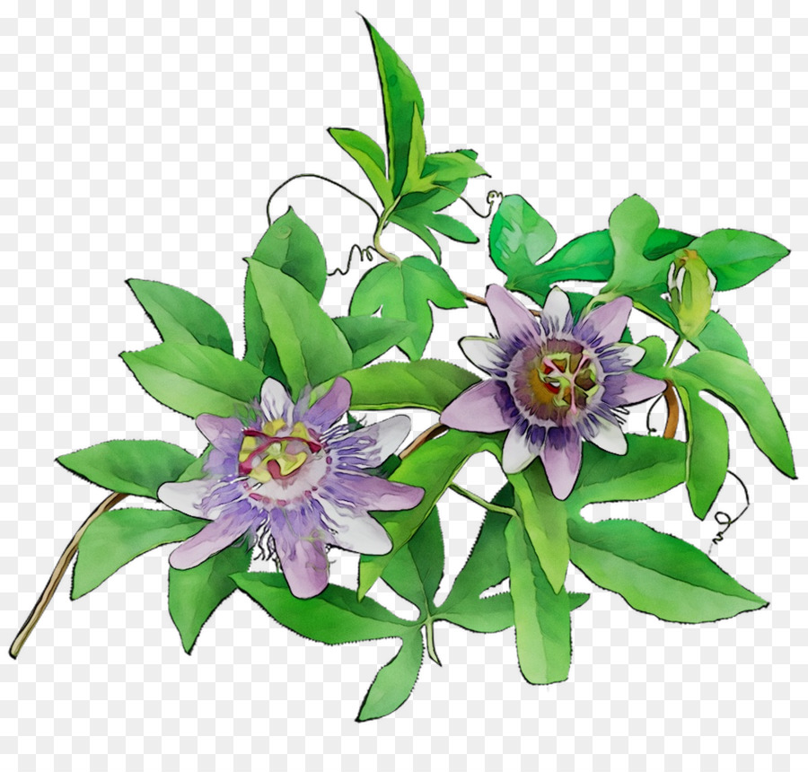 A Flor Da Paixão，Design Floral PNG