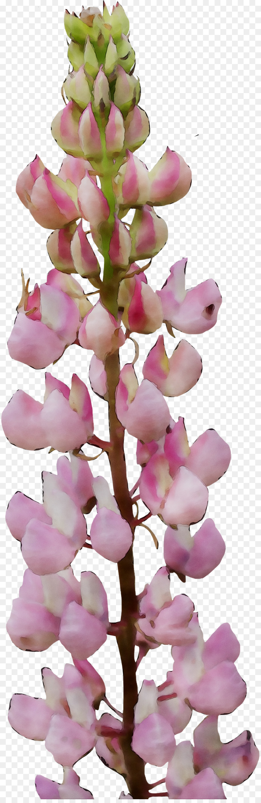 Foxgloves，A Floração Da Planta PNG