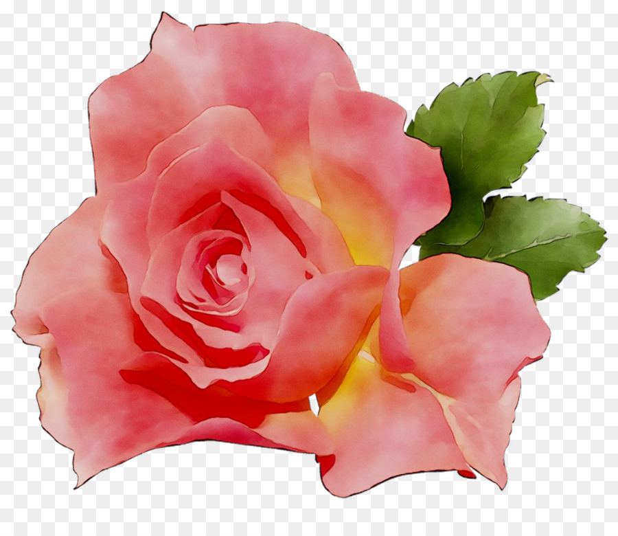 Rosa，Florescer PNG