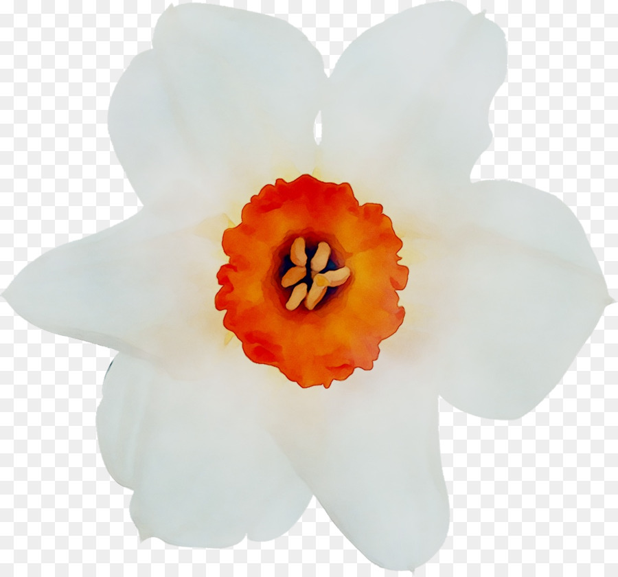 Orquídea Branca，Florescer PNG